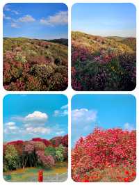 高鐵直達被4月漫山花海狠狠驚艷到巨美