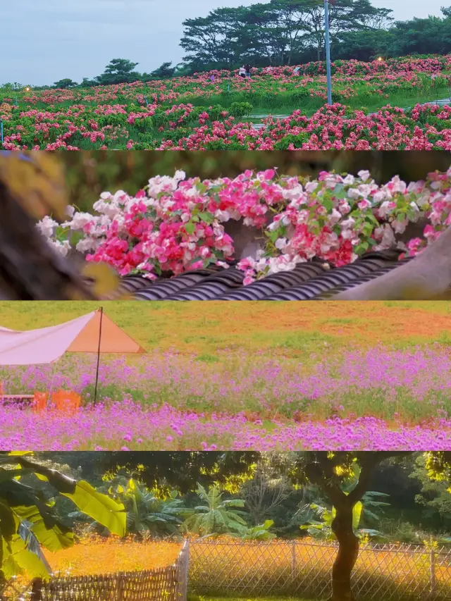 가을유화|무료 사진 촬영 체크인|심천 초가을 4대 꽃구경지