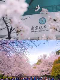 南京林業大學圖書館前的櫻花大道