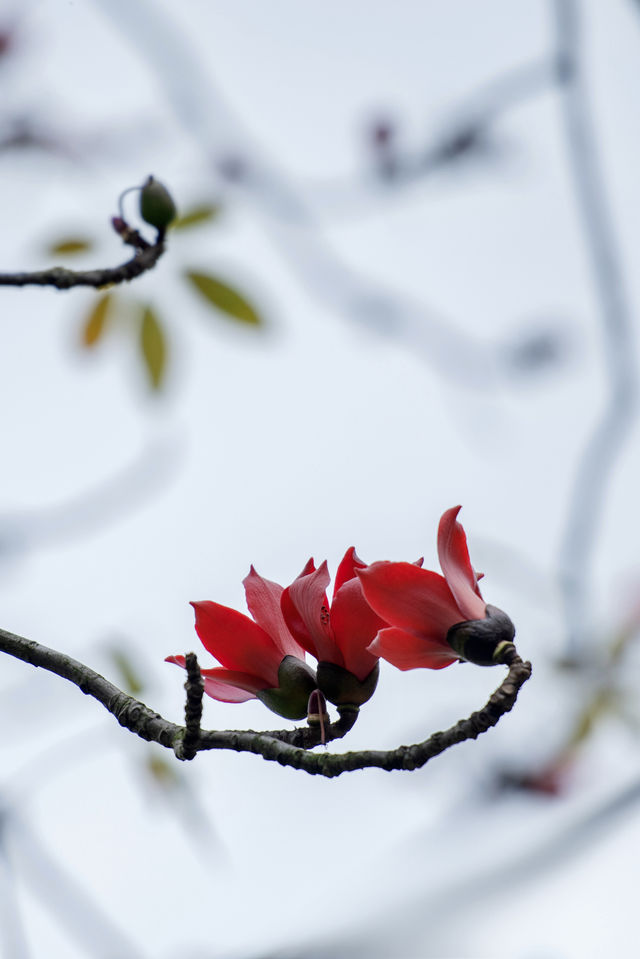 三月裡的佛山，滿城被木棉花披上“紅妝”