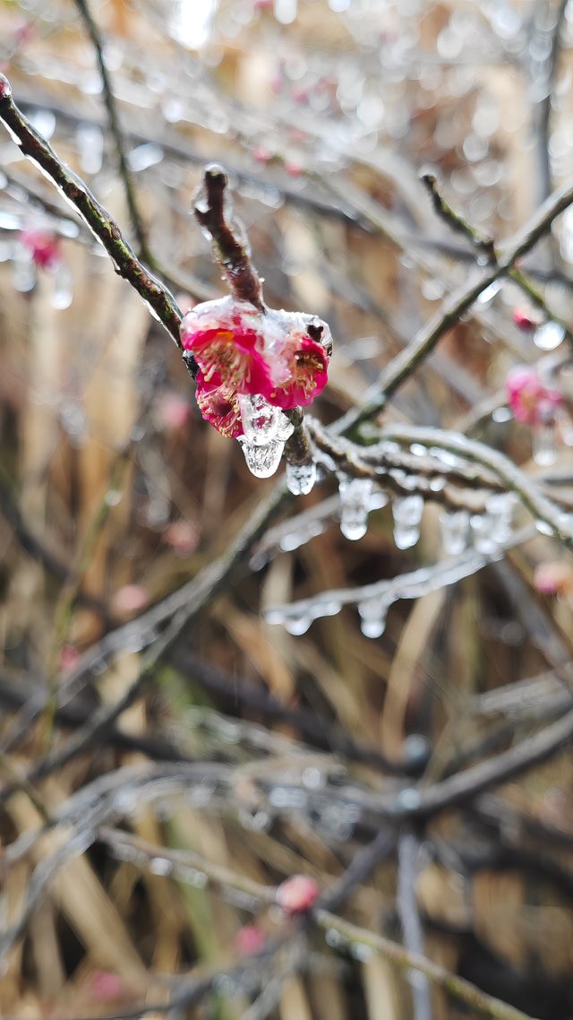 最美雪景｜春天冻雨覆蓋下的東林寺淨土苑