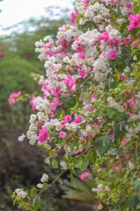 攀枝花河門口公園的三角梅盛開啦！