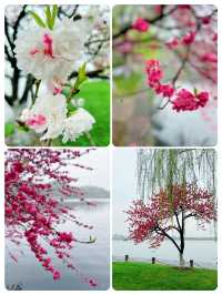 杭州春光裡，桃花舞動的浪漫詩篇