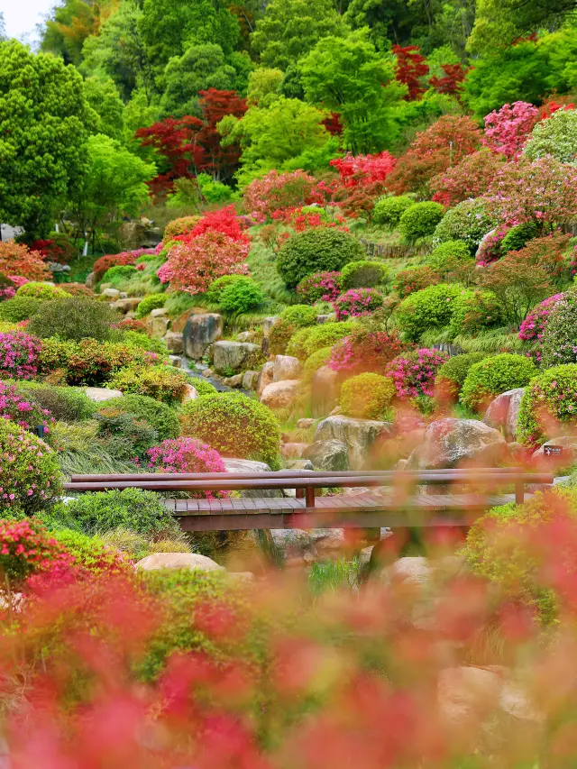 春日に花を楽しむために、わずか1時間で行ける満山谷のツツジ