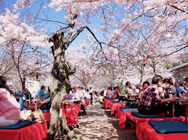 Picnics, baseball and cherry blossoms