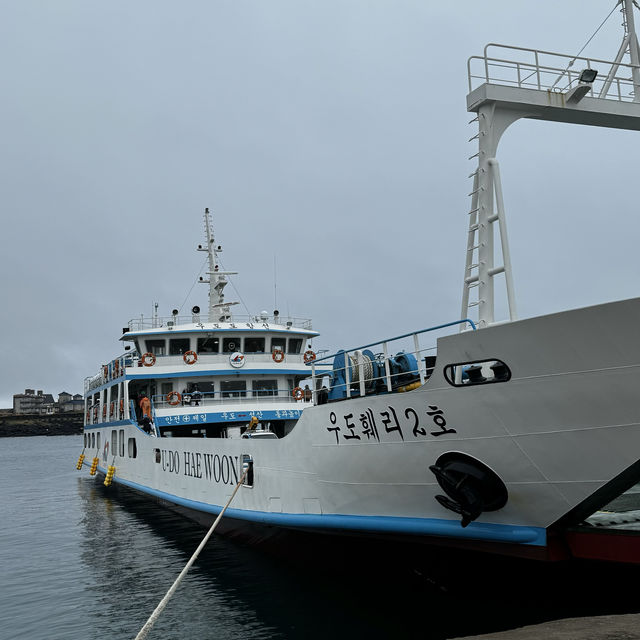 A Cow island of Jeju 🐄🏝️