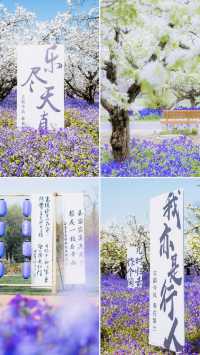 江蘇4月賞花必去三台山梨蘭會美到你不敢想像