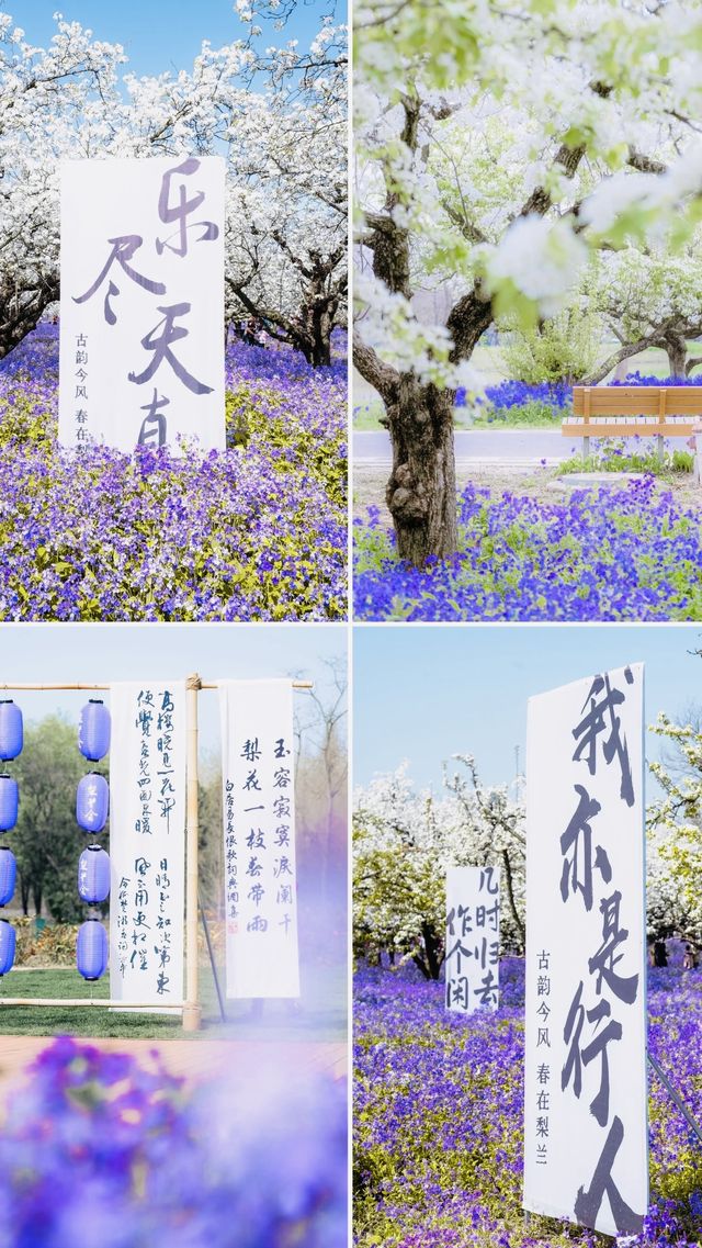 江蘇4月賞花必去三台山梨蘭會美到你不敢想像