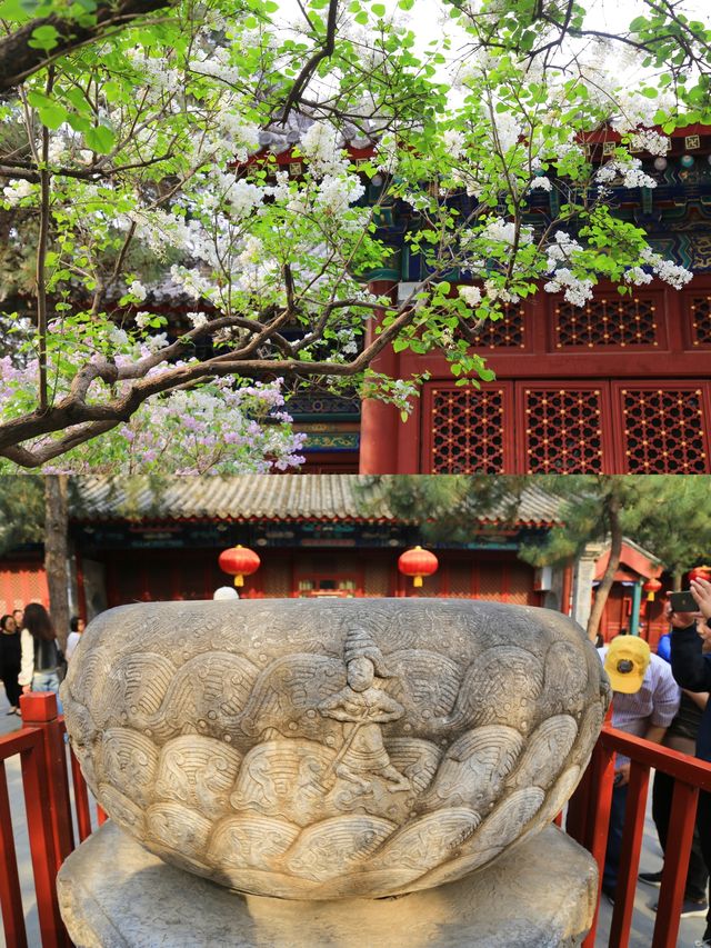 那是建在丁香花林里的北京中轴線古寺