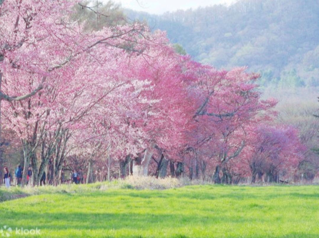 7キロの花見 | Trip.com 新ひだか町