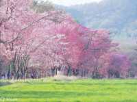 Seven Kilometers of Hanami