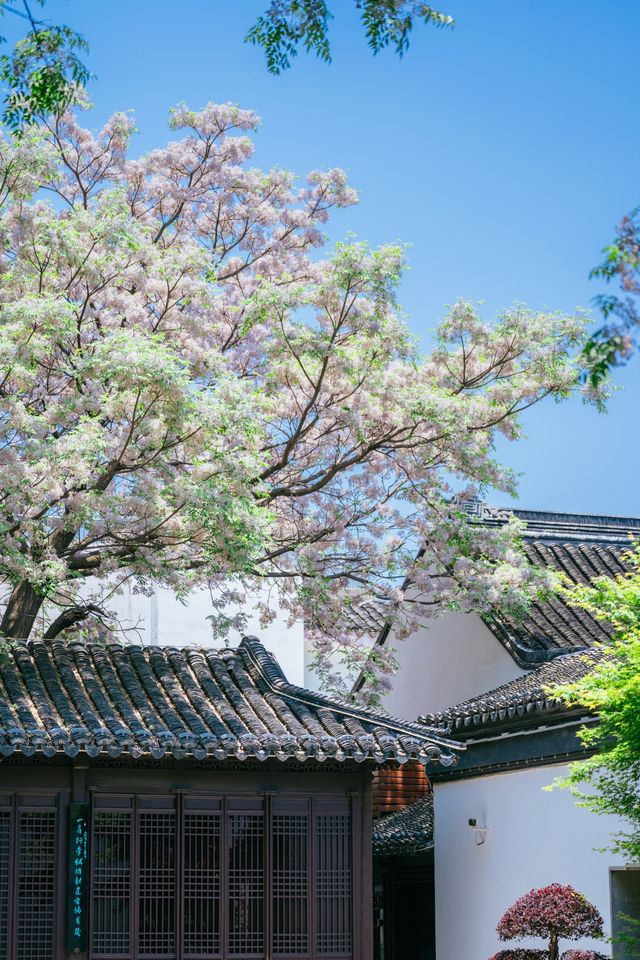 蘇州本地人都不知道的小眾園林，苦楝花開