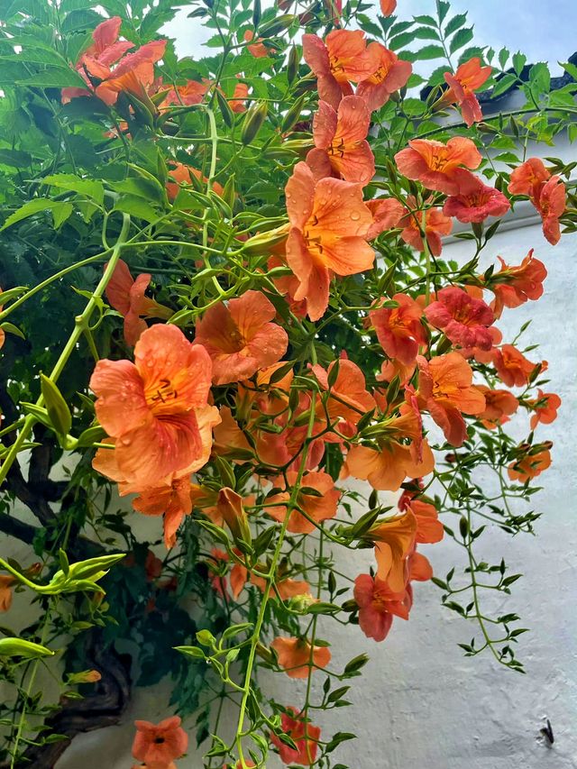 蘇州｜五月的花有它自己的味道