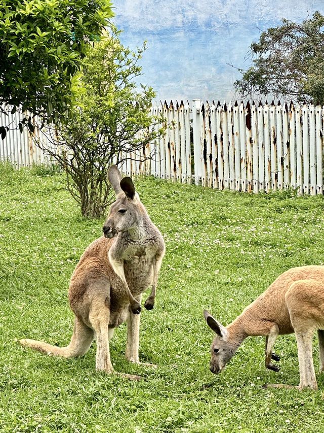 想當飼養員的第n天！！貴州森林野生動物園