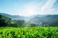 杭州徒步吸氧的天然茶山，被狠狠治愈了。