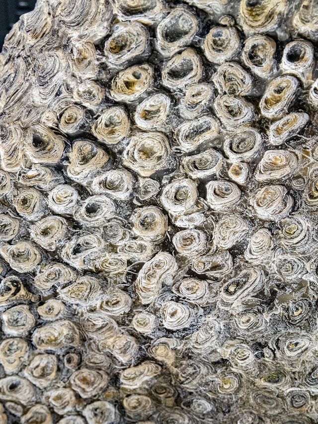 上海遊龍石文化科普館