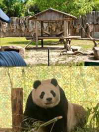 與自然共舞：上海野生動物園深度遊指南