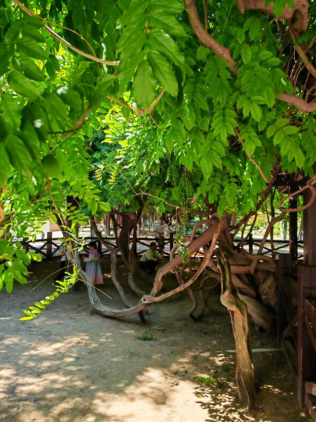 自駕魯中川藏線，去青州范公亭公園