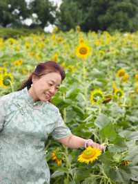 夏日醉美向日葵~蘇州灣體育公園