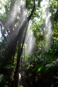 深圳探秘 | 有丁达尔效应的热带雨林