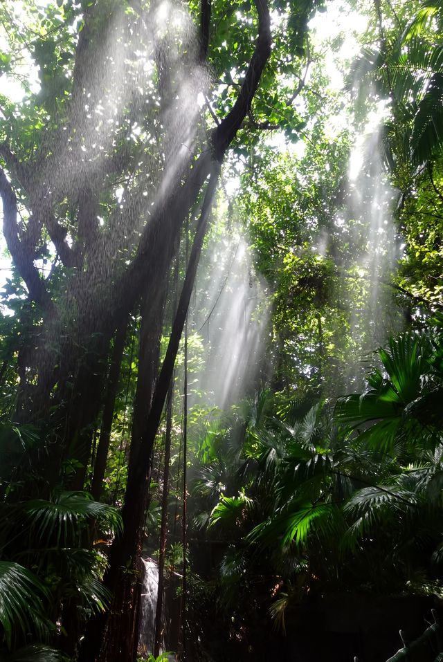 深圳探秘 | 有丁达尔效应的热带雨林