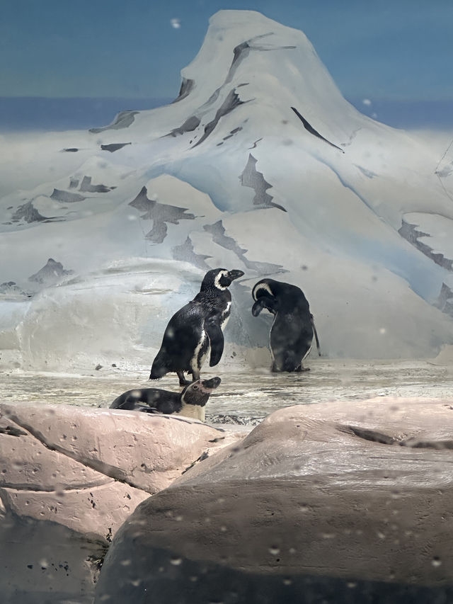 Shanghai Ocean Aquarium: Underwater Wonders