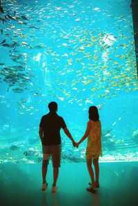 來施特拉爾松德水族館遊玩