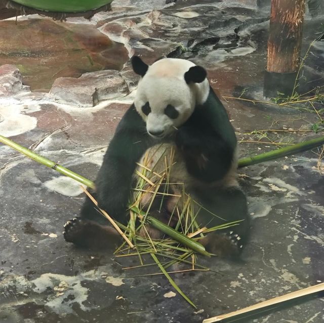 濟南野生動物世界｜與大自然的奇妙約會。