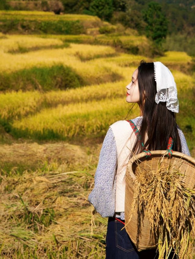 寶藏梯田秋收·國慶人少景美還免費。