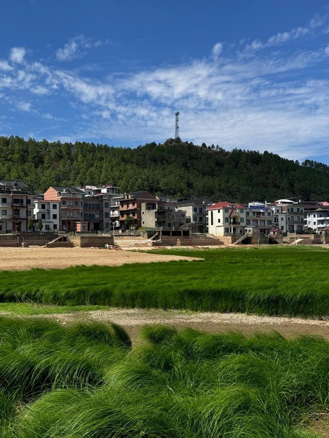 江西翻陽湖大草原 | 浪漫的草海和草浪。