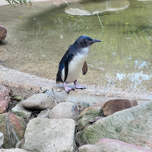 An Unforgettable Day at Featherdale Sydney Wildlife Park!