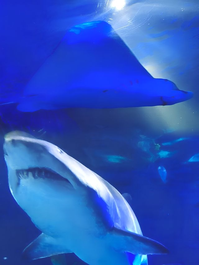 墨爾本海洋生物水族館：潛入南半球的海洋奇觀。