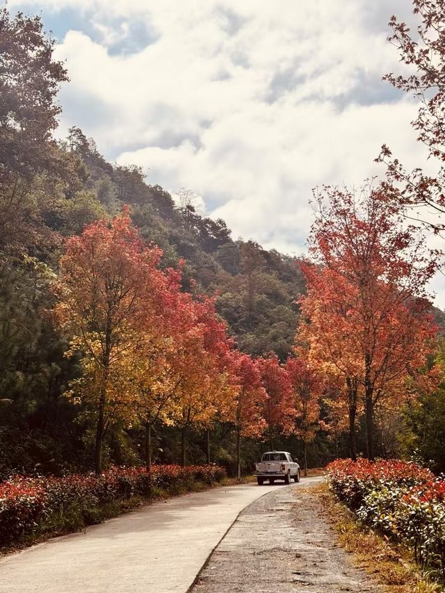 韶關嶺南紅葉世界。