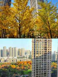 不用去京都，在武漢咱也能看紅葉。