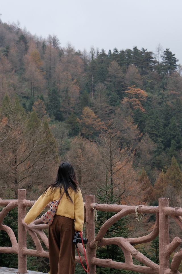 11.9金錢松徒步｜最後一批秋景讓我趕上了。