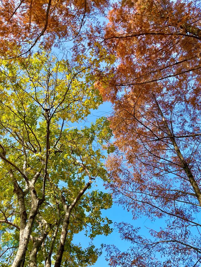 福州閩江公園|福州的浪漫，閩江公園佔一半。