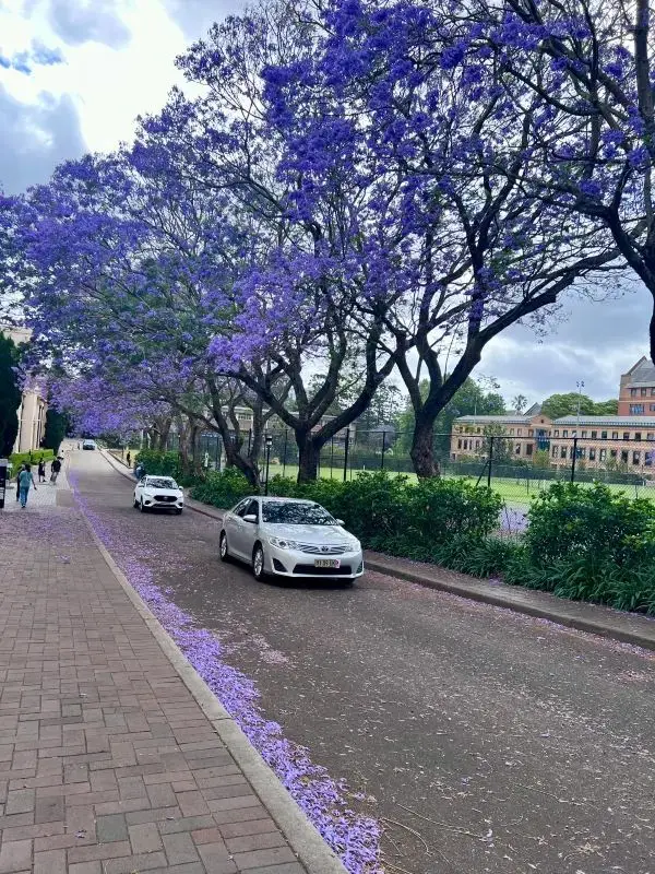 Last Chance to See Jacarandas in Full Bloom!