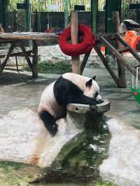 洛陽 ｜ 竹海野生動物園旅遊攻略。
