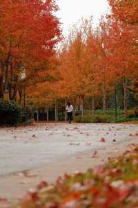 11月20日實拍上海這裡的楓葉已經紅啦。