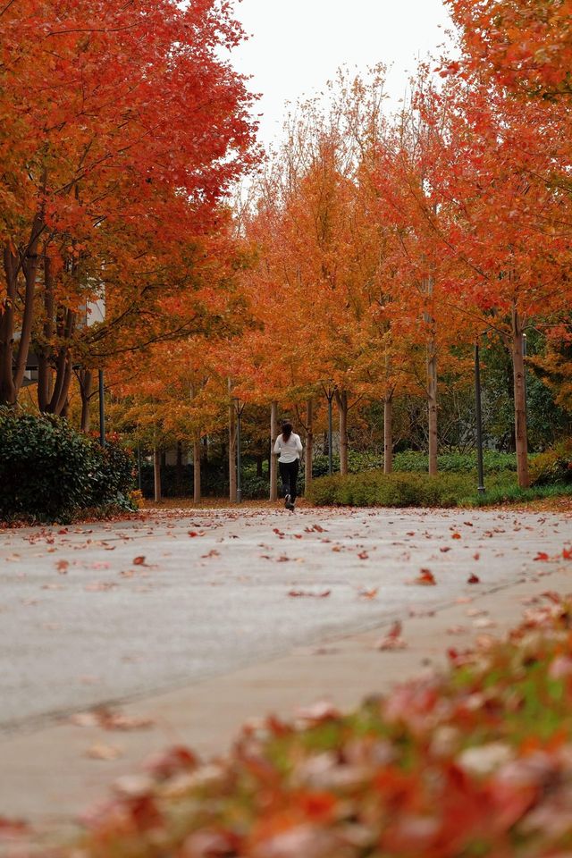 11月20日實拍上海這裡的楓葉已經紅啦。