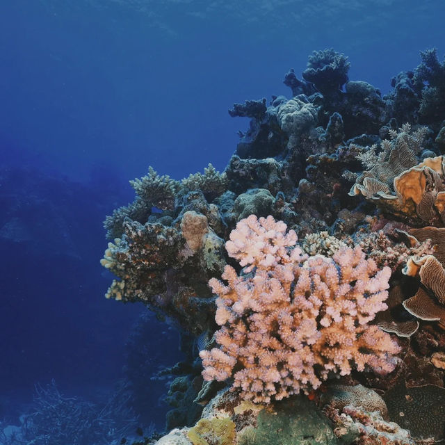  🌊 Dive into Paradise: The Ultimate Great Barrier Reef Adventure! 🐠