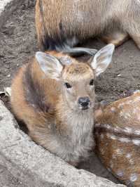 鞍山動物園｜萌動鋼城，動物奇幻樂園大冒險！。