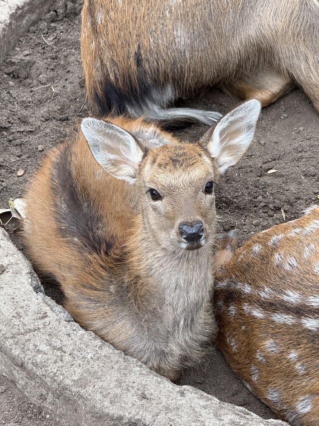 鞍山動物園｜萌動鋼城，動物奇幻樂園大冒險！。