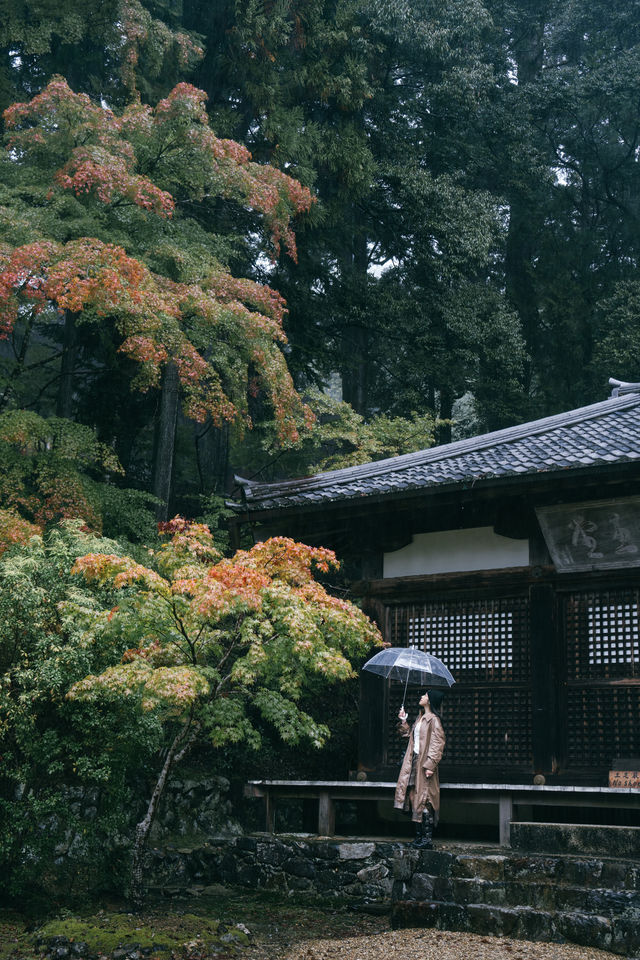 紅葉還未全盛，雨天也等不及飛到京都。