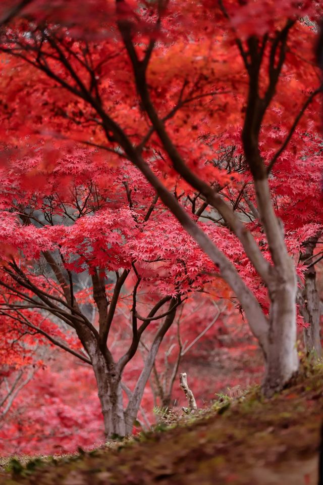 龍架山森林公園：把握紅葉季的尾巴。