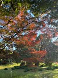 東京紅葉季｜Citywalk 賞紅葉攻略。