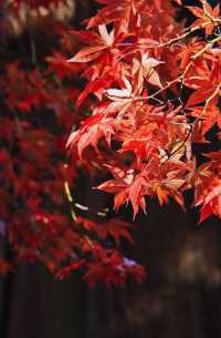 日本長野長圓寺 血紅的楓美極了。
