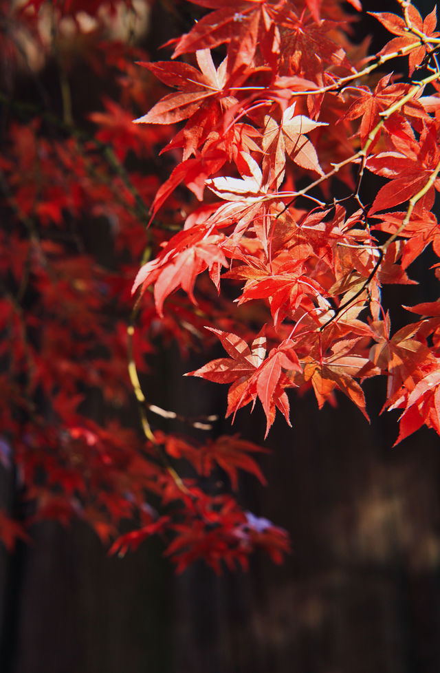 日本長野長圓寺 血紅的楓美極了。