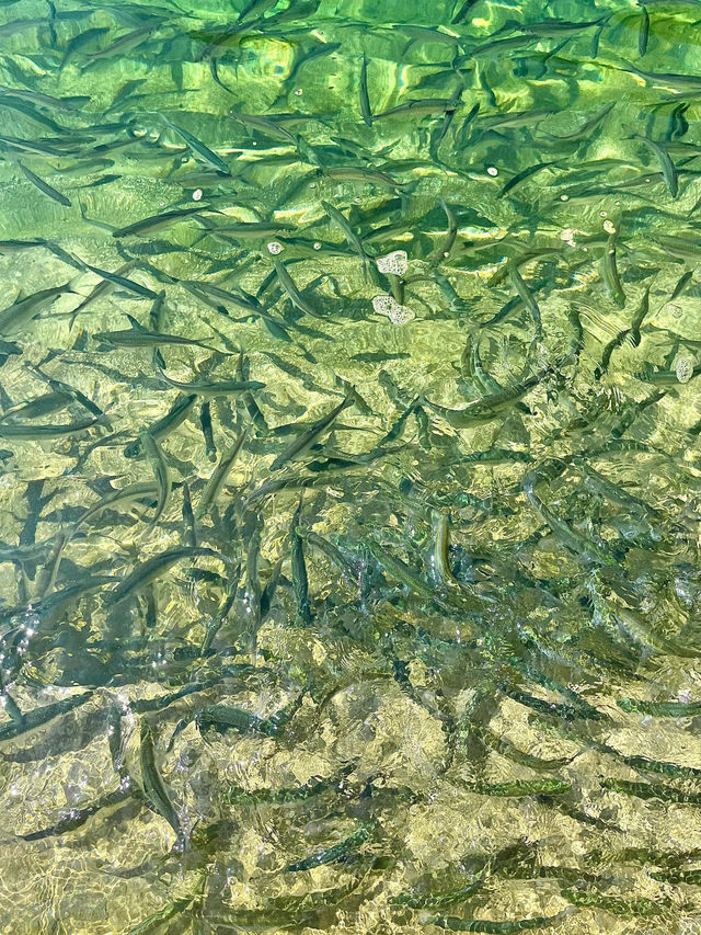 天峨最全藍刀魚觀賞點！