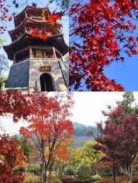 杭州免費4A公園有多牛 紅楓似火，銀杏如海